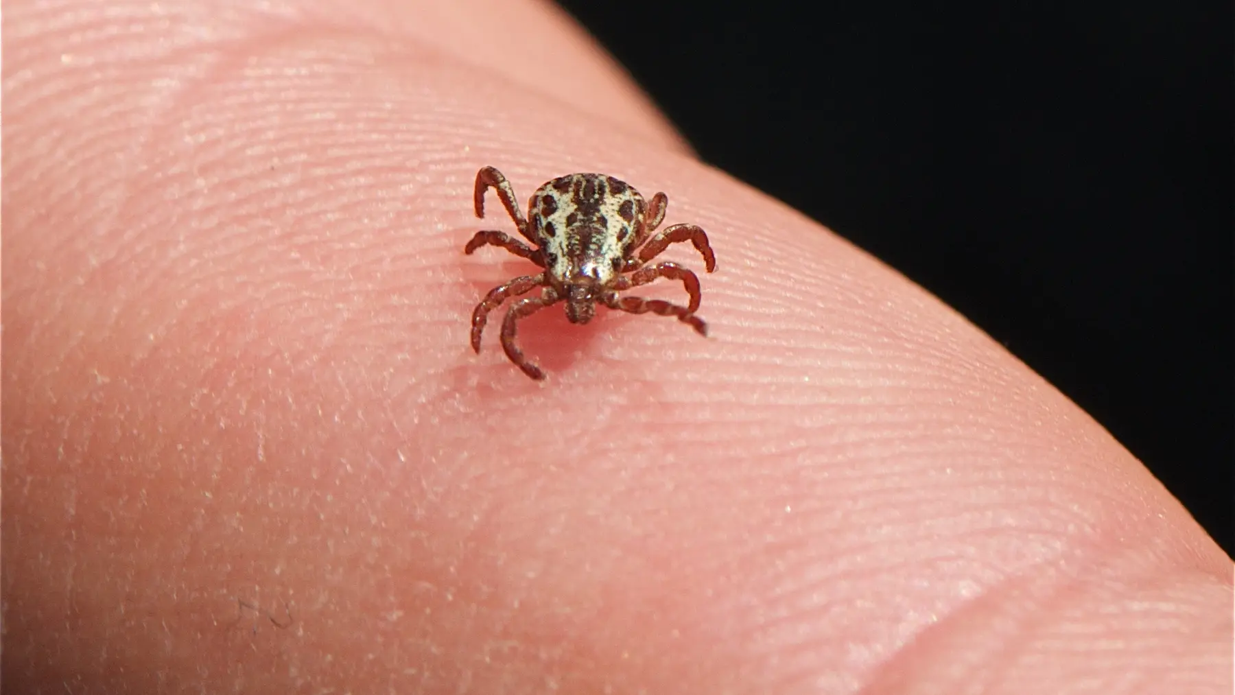 Close-up of an American dog tick on a fingertip