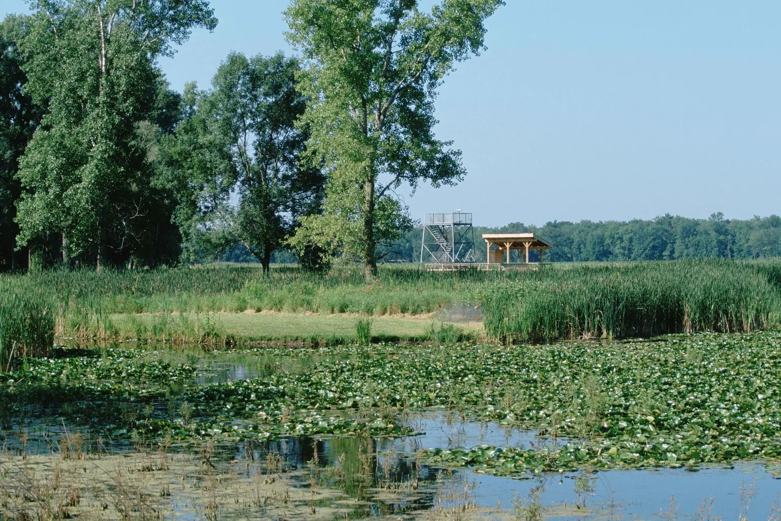 Wetlands, trees and an observation platform at Montezuma National Wildlife Refuge